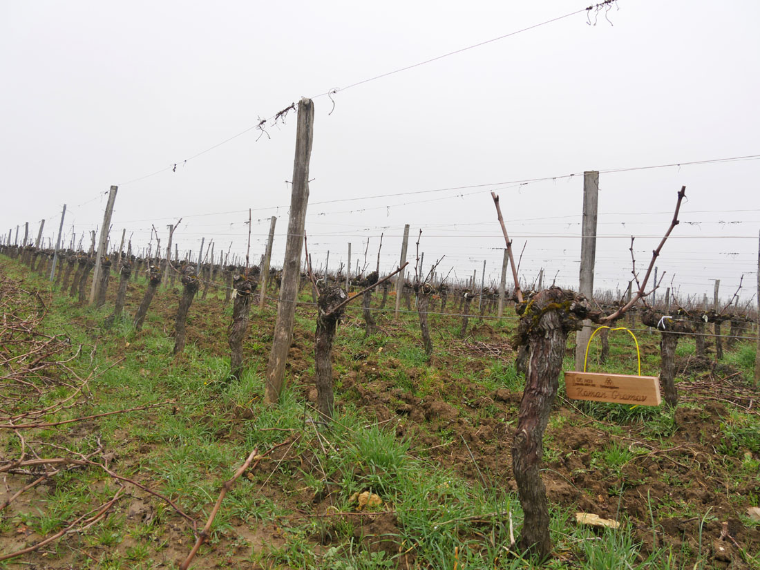 Виноградник на урожай